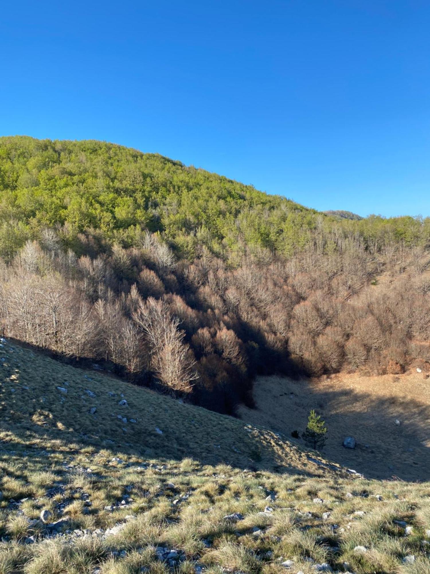 Albero Casa Villa Cetinje Dış mekan fotoğraf
